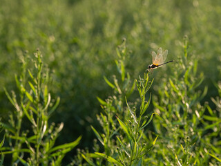green leaves Looking and making me feel refreshed