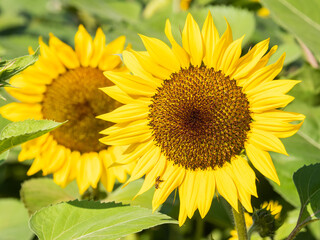 Sunflowers are yellow, bright and very large.