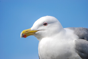 An inquisitive sea gull