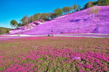 芝桜公園（大空町東藻琴）.jpg
