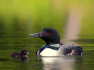 a loon with it's chick © duaneups