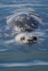 Obraz premium A Pacific harbor seal swims close to look for food
