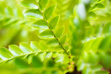 background pattern Vertical green leaves or green bush background
