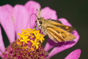 sickle-winged skipper butterfly , Jung's dusky wing butterfly , perched on a purple flower   