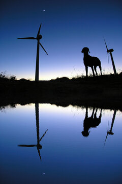 photo taken at dusk in windmills wind energy and a dog reflected in a puddle of water with the moon behind