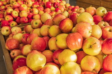 Red apples in the farmers market. Natural products, seasonal fruits, local food. Close up of fresh red and yellow apples