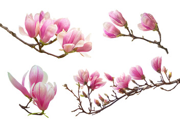 Obraz na płótnie Canvas Magnolia flower spring branch isolated on transparent background