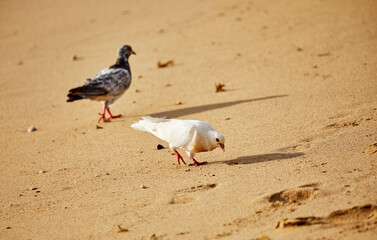 White pigeon on beach eating seaweed