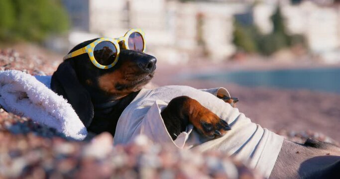 Excited dachshund wearing luxury sunglasses sunbathes on sea pebble beach. Domestic dog looks around and enjoys summer vacation at seaside resort