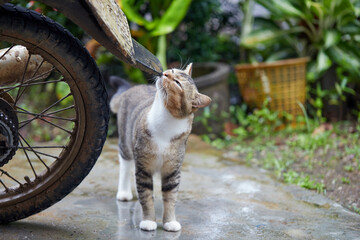 Young grey cat standing near by the wheel