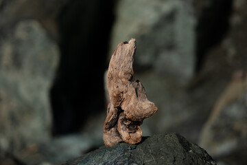 Driftwood along the California coast.