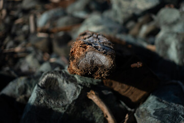 Driftwood along the California coast.
