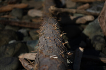 Driftwood along the California coast.