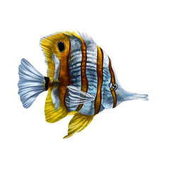 Yellow and white striped butterfly fish. An exotic underwater animal. Holidays in the tropics, travel, underwater world. For postcards, souvenirs, prints