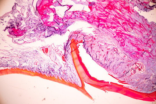 Characteristics Tissue of Skin from finger Human and Nail development finger of Human under the microscope in Lab.
