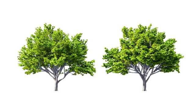 Growing trees isolated with alpha.3D animation growth grow from small to large, Fagus Sylvatica trees animate in the wind include alpha channel tree. Tree isolated Separated with alpha channel.