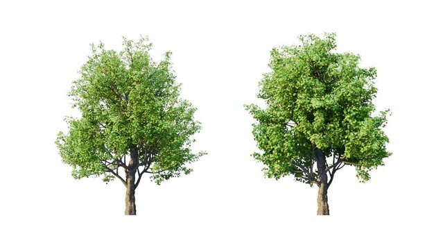 Growing trees isolated with alpha.3D animation growth grow from small to large, Acer Campestre trees animate in the wind include alpha channel tree. Tree isolated Separated with alpha channel.