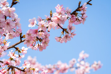河津桜・春・桜の花びら