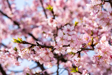 河津桜・春・桜の花びら