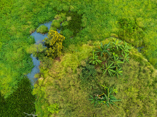 Bird eye view of swamp with trees