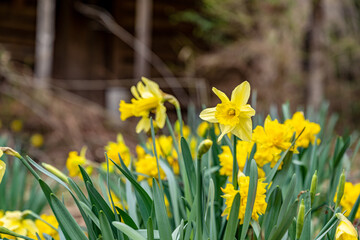 Obraz premium farmhouse, daffodil, abandoned, wood, garden, wooden, building, nature, old, summer, rural, architecture, landscape, tree, cottage, cabin, village, home, park, grass, country, flower, forest, sky, tra