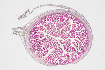 Anatomy and Histological Uterine tube, Uterus, Vagina, Ovary and Testis Rabbit cells under microscope.