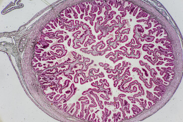 Anatomy and Histological Uterine tube, Uterus, Vagina, Ovary and Testis Rabbit cells under microscope.
