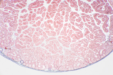 Anatomy and Histological Uterine tube, Uterus, Vagina, Ovary and Testis Rabbit cells under...