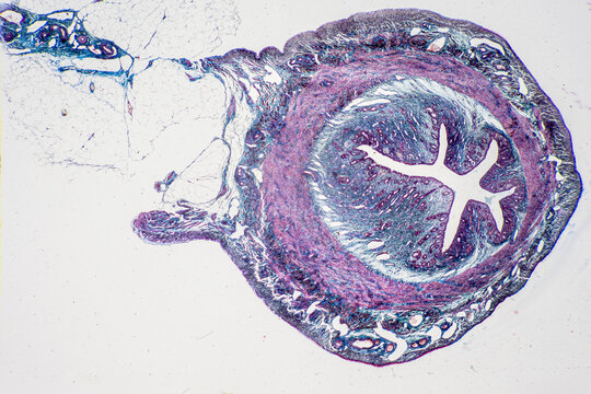 Anatomy and Histological Uterine tube, Uterus, Vagina, Ovary and Testis Rabbit cells under microscope.