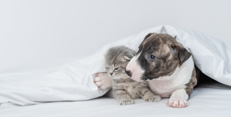 Friendly Miniature Bull Terrier puppy and tiny kitten sit together under warm white blanket on a bed at home and look away on empty space