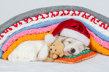 Tiny bichon frise puppy wearing santa hat lying under stack of warm plaids