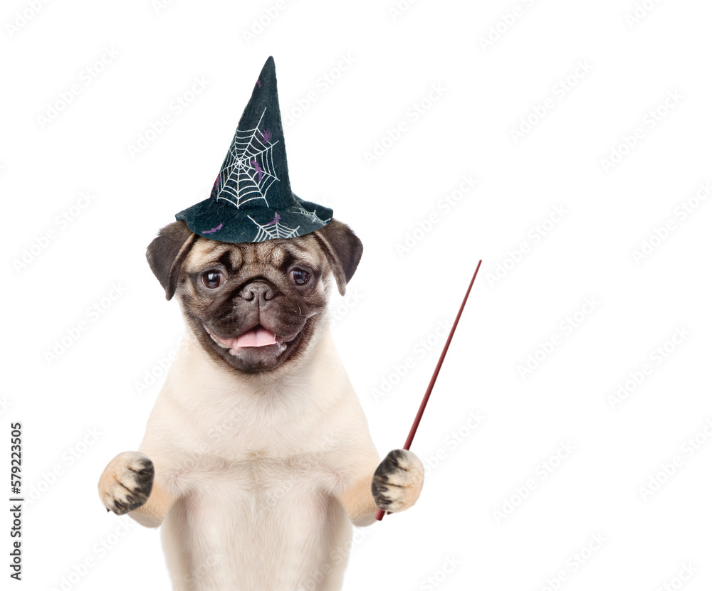 Poster pug puppy wearing hat for halloween points away on empty space. isolated on white background