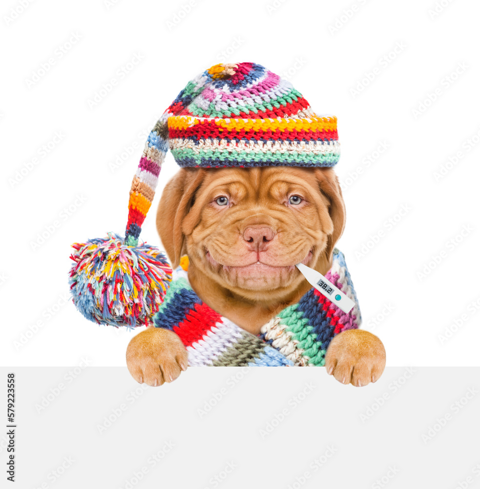 Poster smiling puppy wearing warm scarf and hat holds thermometer in it mouth and looks above empty white b
