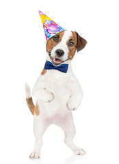 Happy Jack russell terrier puppy wearing tie bow and party cap looks at camera. isolated on white background