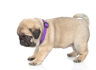 Tiny pug puppy standing in side view and looking away. isolated on white background