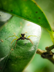 The two-striped jumper, or Telamonia dimidiata, is a jumping spider .