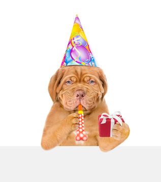 Mastiff puppy wearing party cap blowing in party horn holds gift box above empty white banner. isolated on white background