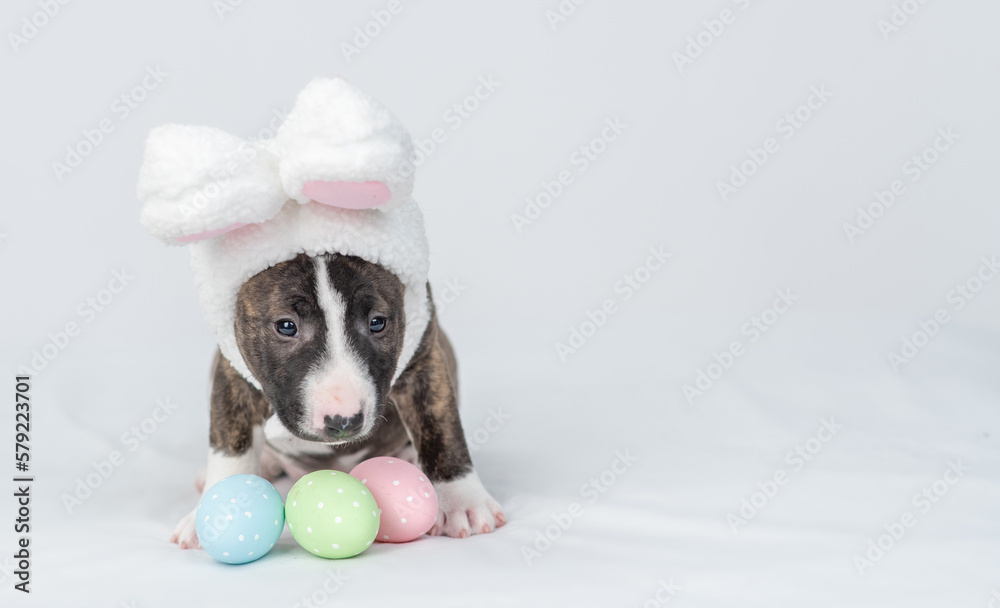 Poster miniature bull terrier puppy wearing easter rabbits ears sits with painted eggs on a bed under warm 