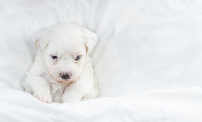 Cozy tiny Bichon Frise puppy lying  under  white blanket on a bed at home. Top down view. Empty space for text