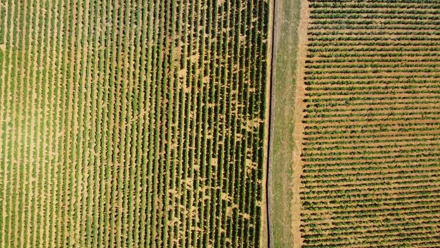 4K aerial footage of vineyards outside Pernand-Vergelesses, a famous wine producing commune in the C&ocirc;te-d'Or department in eastern France