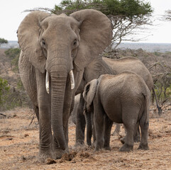 African elephant family in Kenya