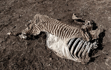 Fototapeta na wymiar zebra carcas 