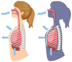 Mechanism of breathing inhale and exhale - obrazy, fototapety, plakaty