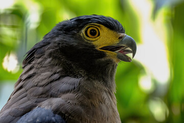 red tailed hawk