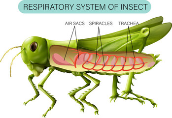Respiratory System of Insect Diagram