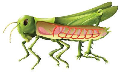 Grasshopper respiratory system diagram