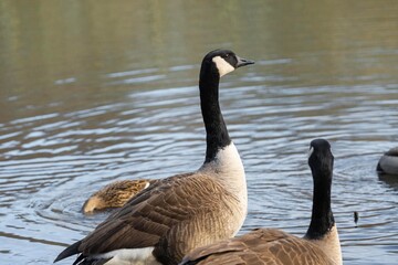 Canada goose standing by the river