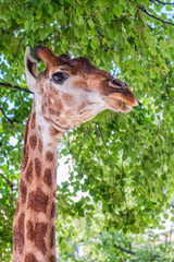 Close-up giraffe head on green leaves background