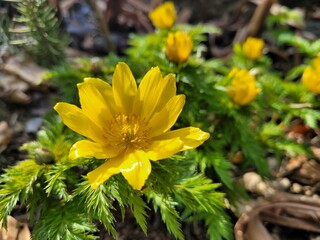 Fototapeta premium Yellow amur adonis blooming in spring