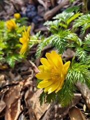 Yellow amur adonis blooming in spring - obrazy, fototapety, plakaty